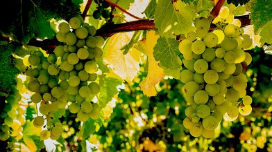 Rebstock-Pacht für ein Jahr, Sauvignon Blanc